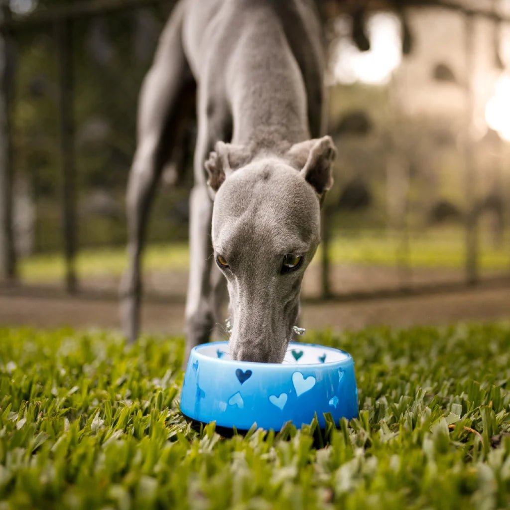 Depuratore Acqua per Animali - MIA Pet 500
